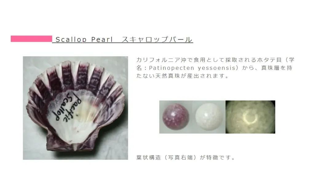 スキャロップパール　天然真珠として取引されるもの